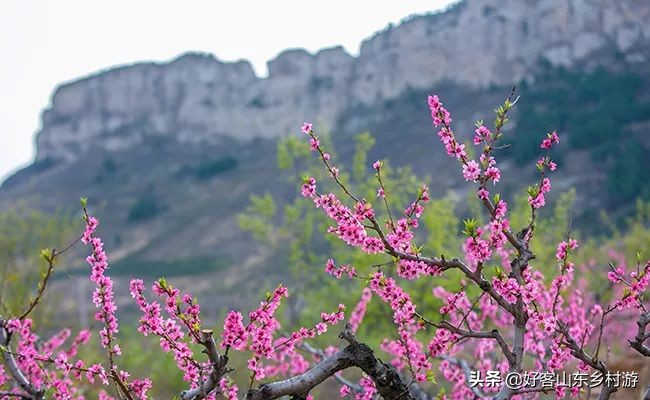济南春季赏花自驾,济南踏青赏花新模式