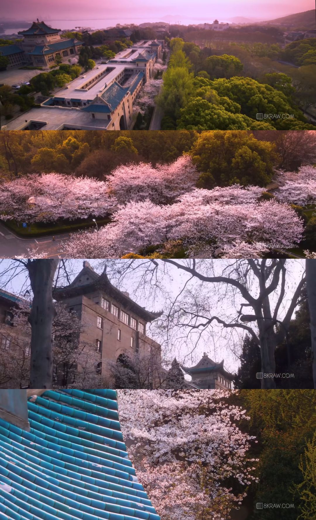 是心动啊，樱樱樱樱樱樱樱樱樱