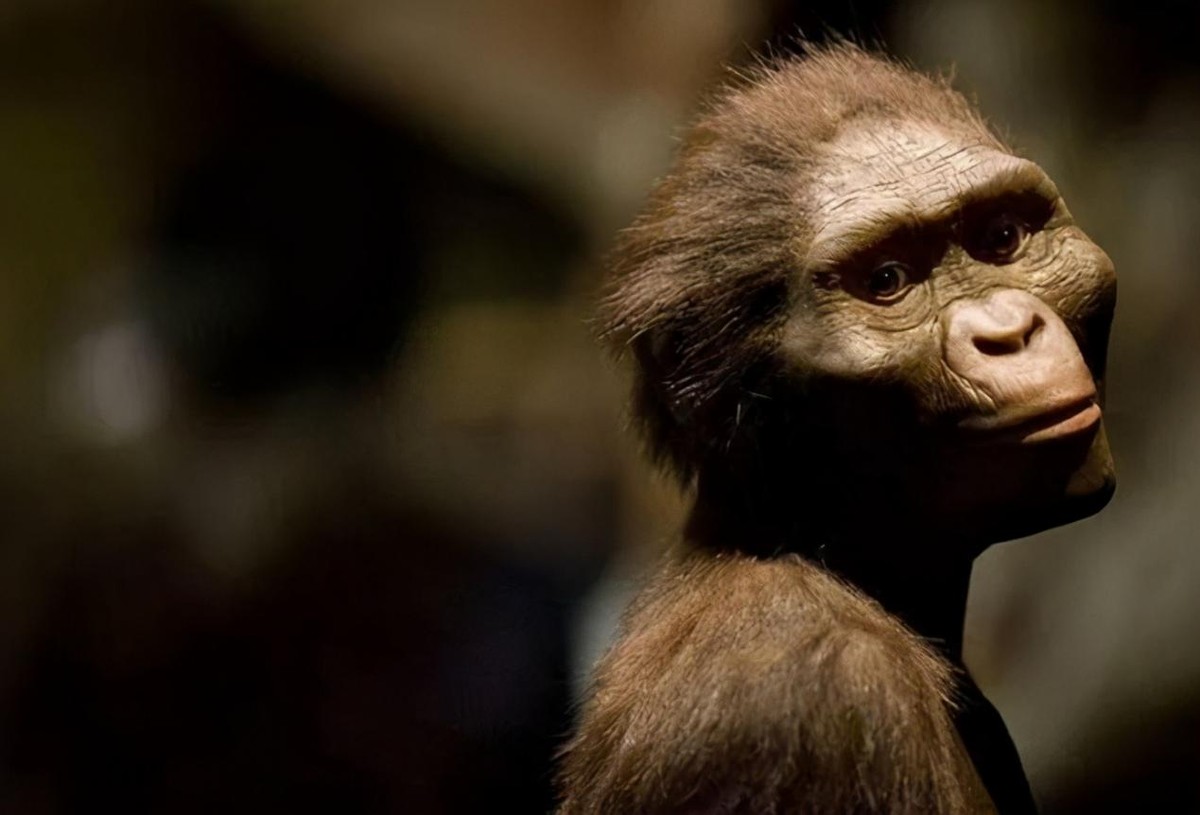 人类进化过程中为什么还有体毛,人类进化退化毛发