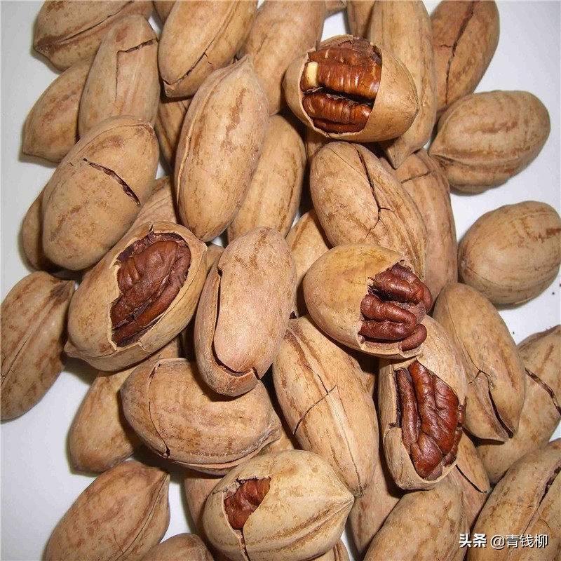 云南山核桃管理技术,大姚县种植核桃的有利条件