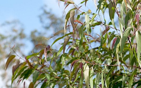 火的操控者——桉树，真正诠释了野火烧不尽，春风吹又生