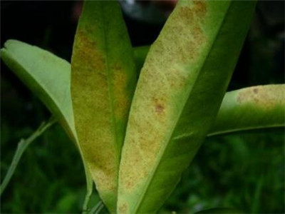 桔子树叶黄什么原因,桔子树叶子枯萎卷曲且发黄