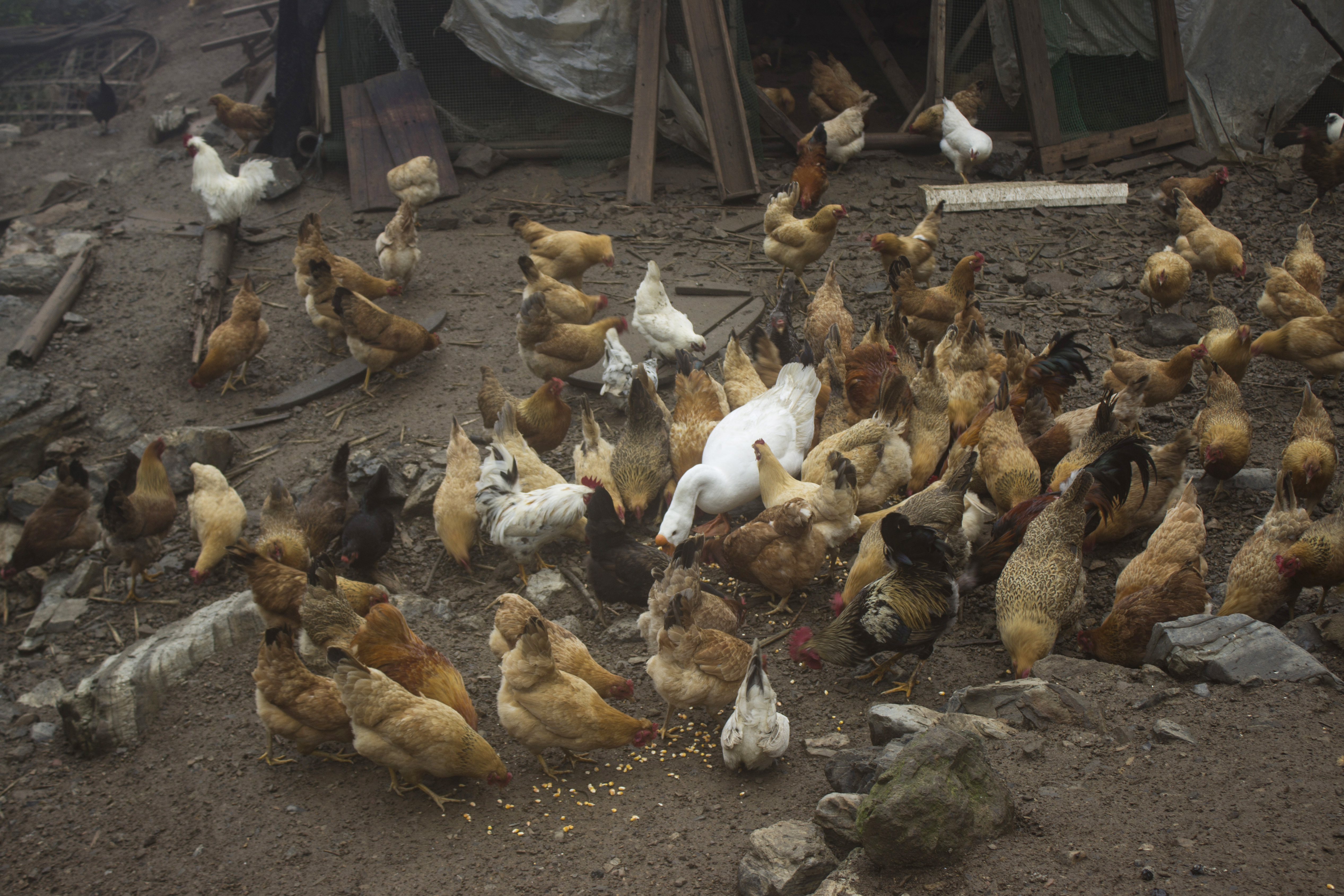 土鸡养殖技术一年挣多少钱,土鸡怎么养殖最赚钱