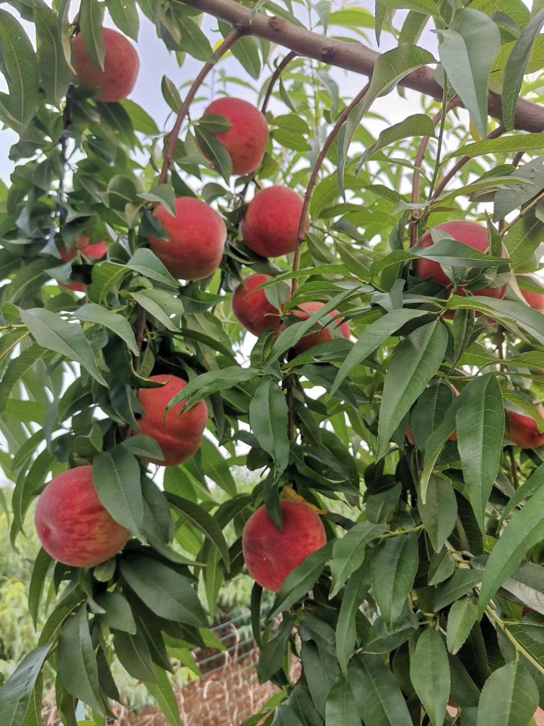 党建引领聚合力乡村振兴添活力,党建引领聚合力基层治理提质增效