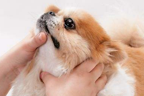 小狗狗感冒了打什么针,小狗感冒必须在多长时间后治疗