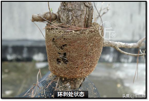 黑松盆景快速成型技术 (怎么让黑松盆景增粗变老不长高)