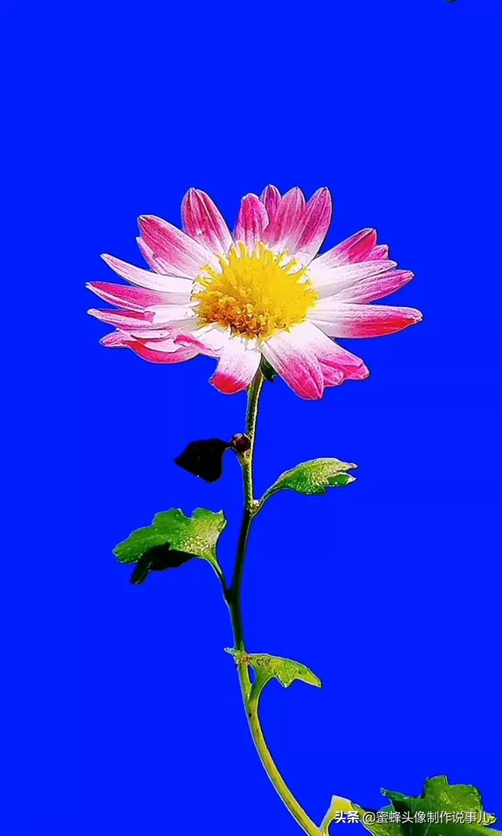 一花一世界唯美壁纸,独一无二的好看壁纸