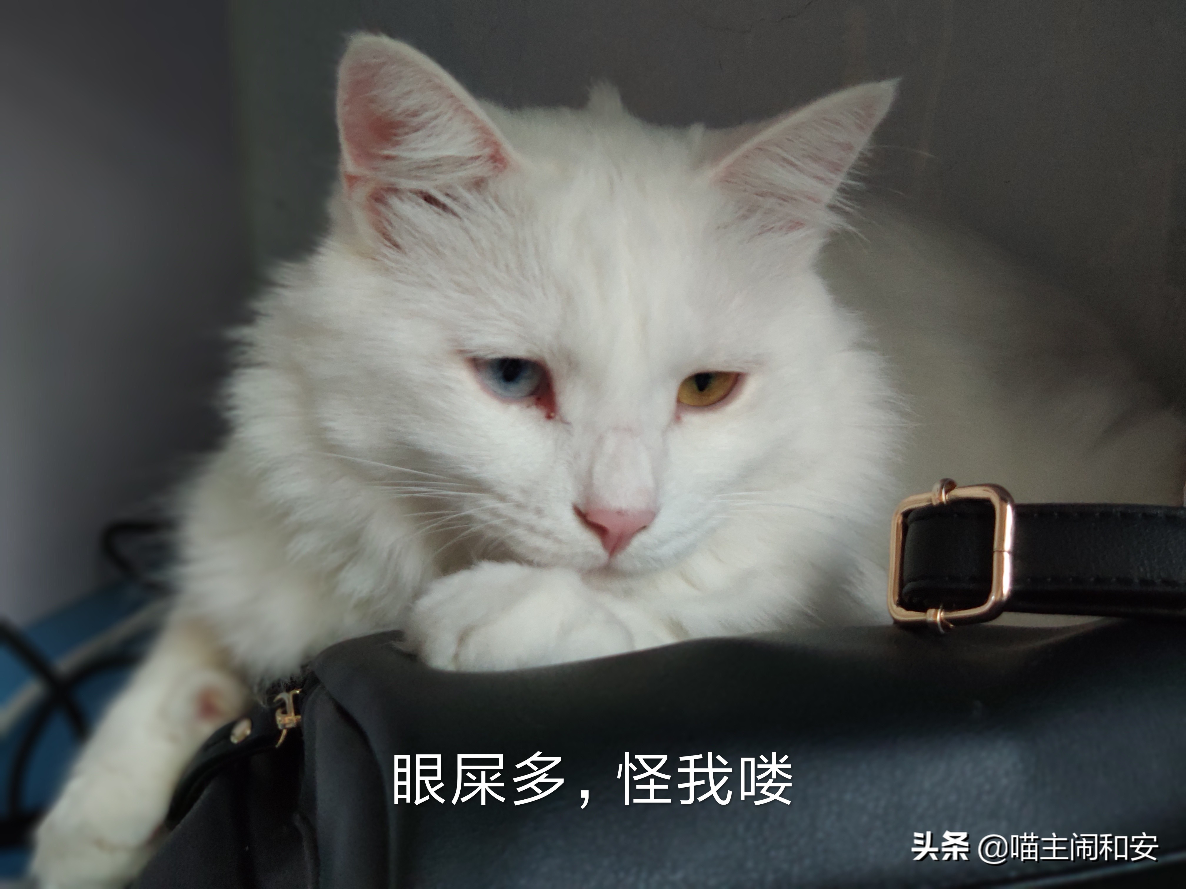猫眼睛红肿流眼屎用什么药,猫眼睛里有红血丝眼屎多