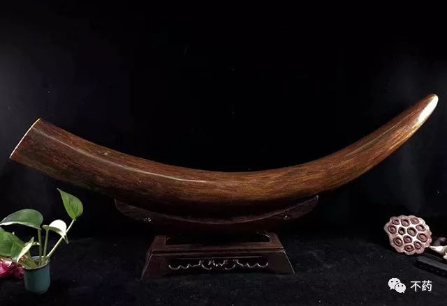 猛犸象牙为什么有这么多,猛犸象的象牙为什么不能丢