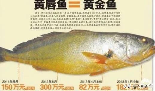 黄唇鱼的愤怒，长着贵过黄金的鱼鳔并没有错，错的是人心的贪婪！