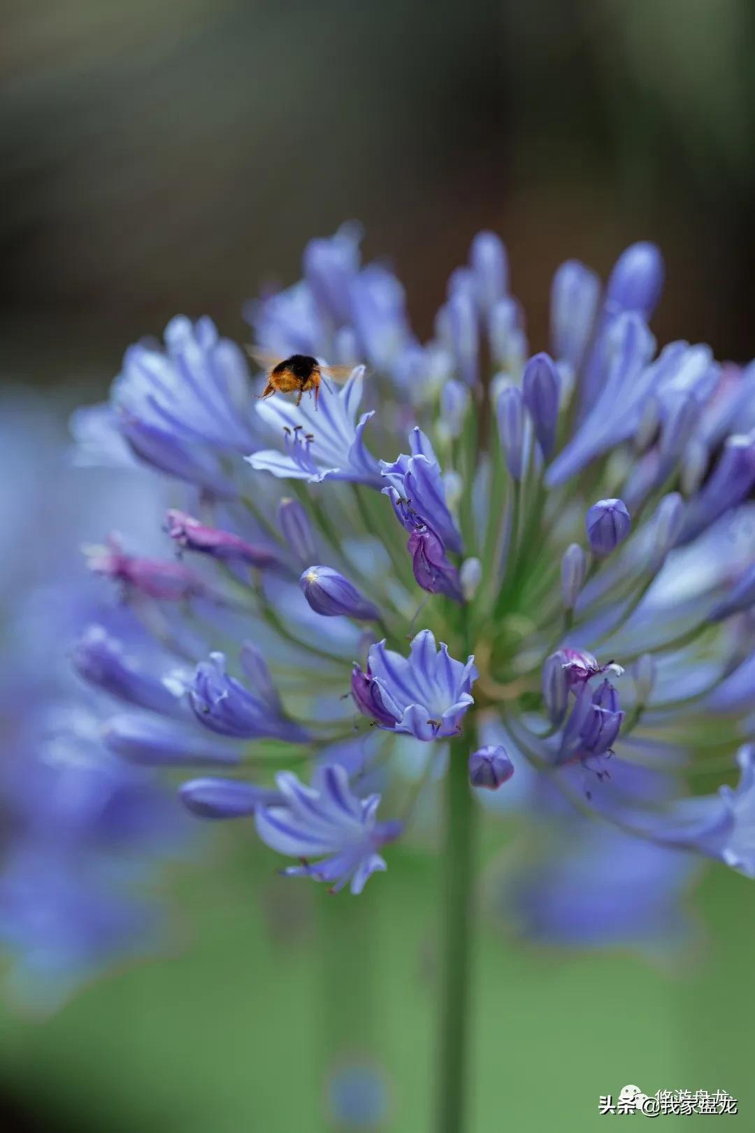 100张照片一百种幸福,100张图片带你去云南