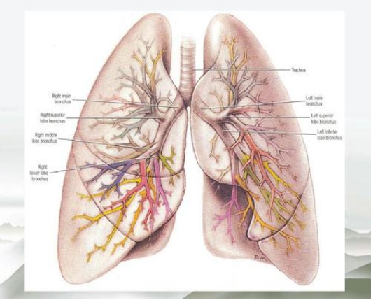 预防肺气肿的疫苗,肺气肿应该怎样预防