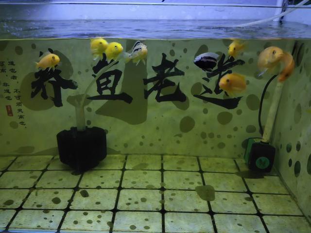 一位鱼友对饲养观赏鱼历程的总结,杂谈饲养观赏鱼的日常管理