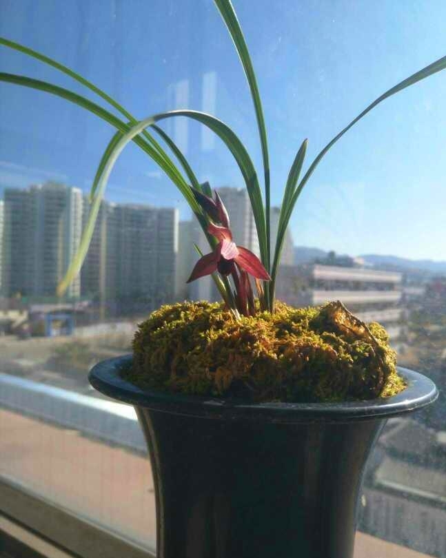 云南腾冲高黎贡山兰花,高黎贡山上的兰花