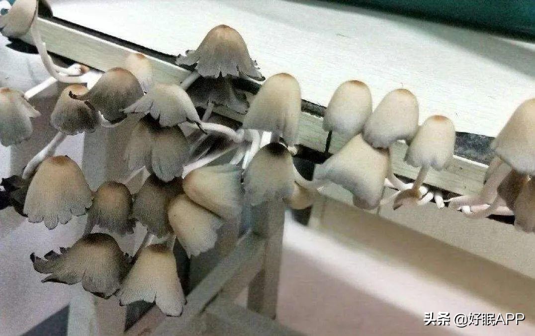 家里的被子久了旧了怎么处理,家里被子发黄怎么处理