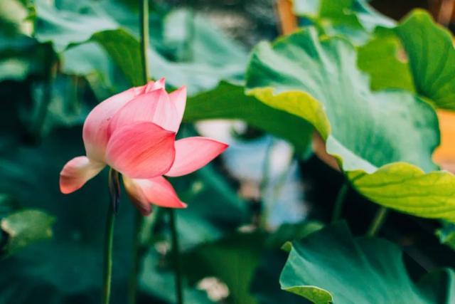 10首经典荷花诗词送你一夏清凉,最有韵味的荷花十首诗词