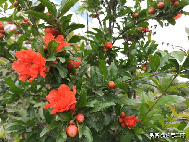 湖北省云梦县美丽乡村行,云梦伍洛美丽乡村