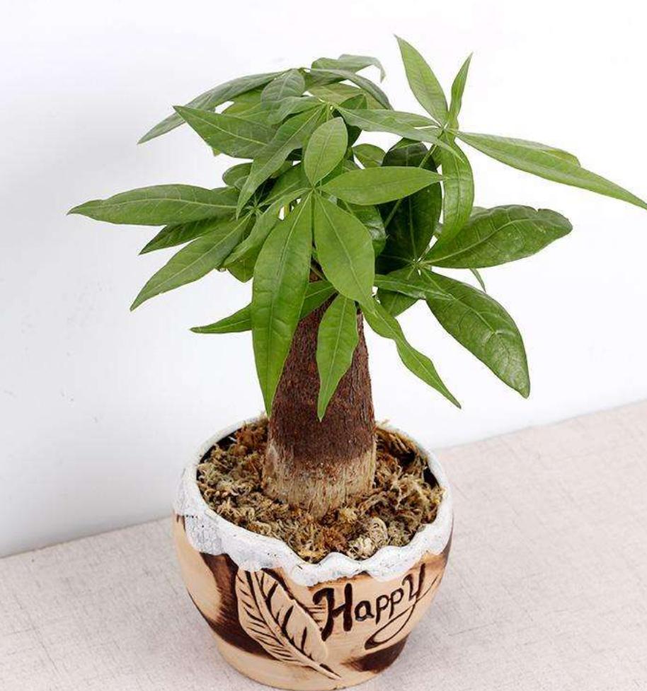 冬天冻伤的发财树春天还会长吗,发财树如何防止霜冻