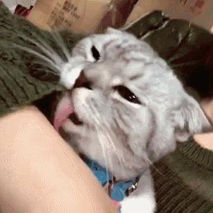 猫咪舌头上的“倒刺”其实是吸管？