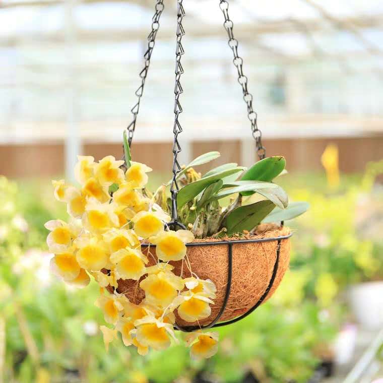 养花，最烦“长虫子”，治不如防，1个小方法，小虫子不敢来！