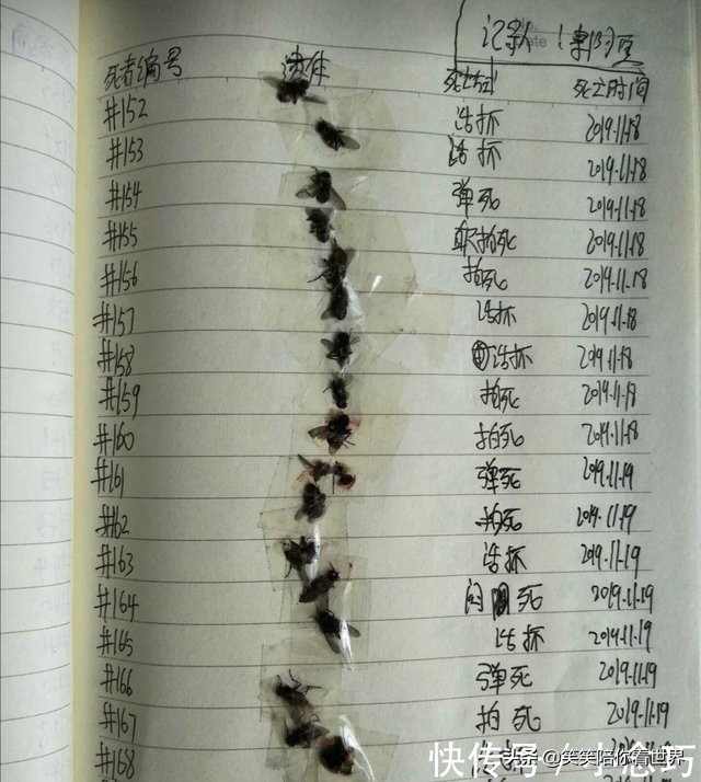 苍蝇图片搞笑动图,苍蝇幽默搞笑图片