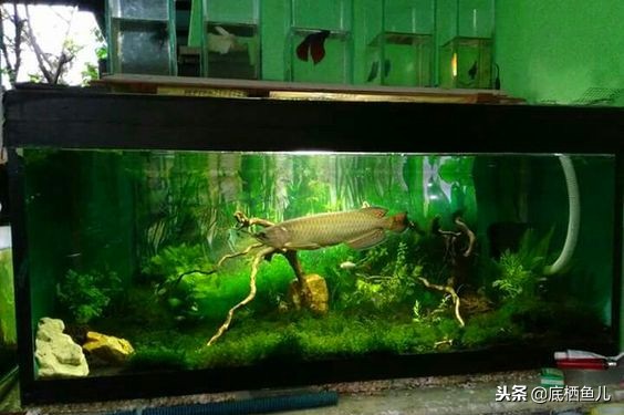 食用鱼当观赏鱼,国外观赏鱼食用鱼