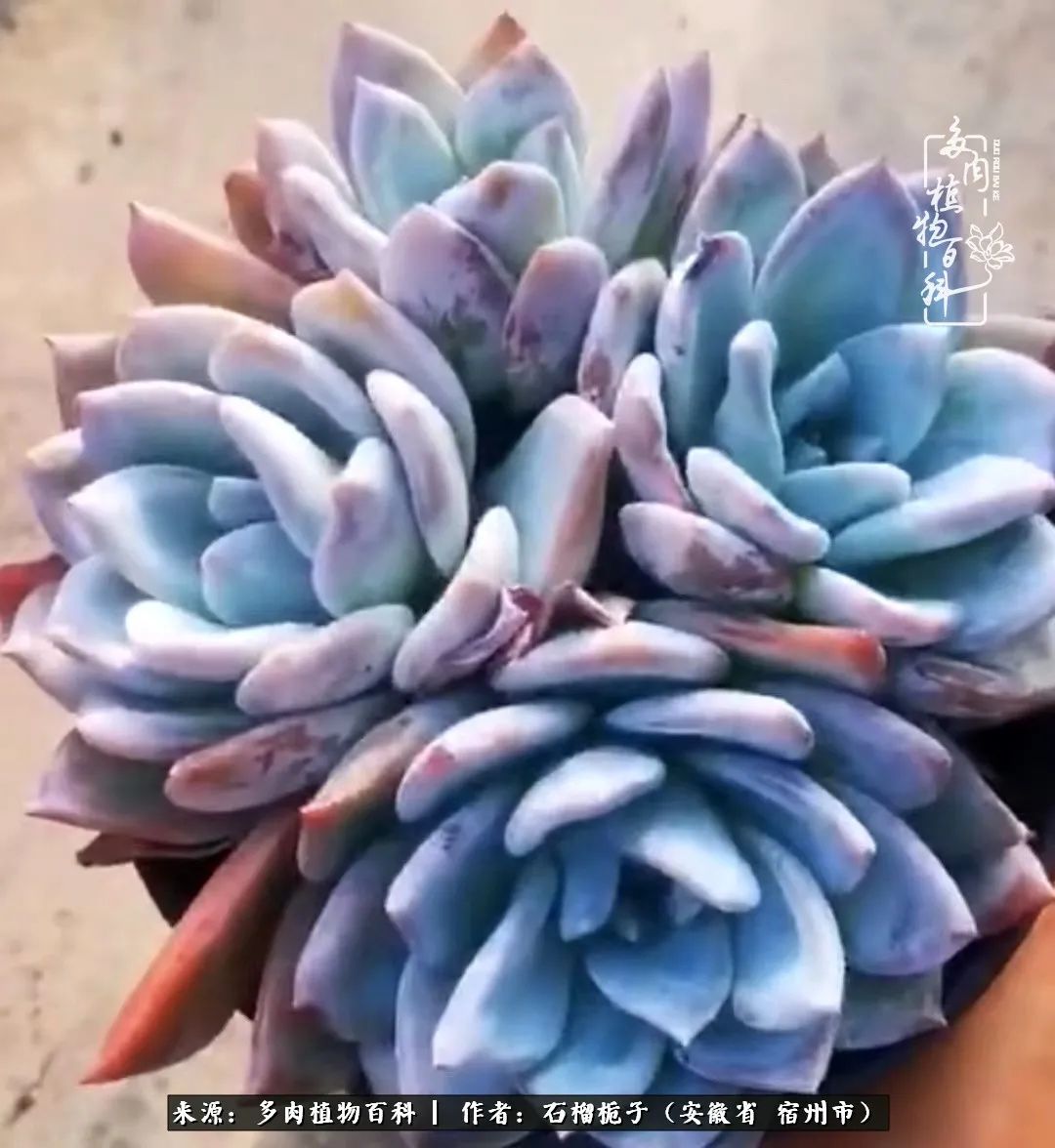 治愈系多肉：何以解忧，唯有多肉