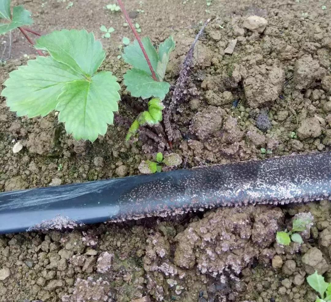 草莓开花没有新叶是什么原因,草莓新叶发黄边缘发红是什么原因