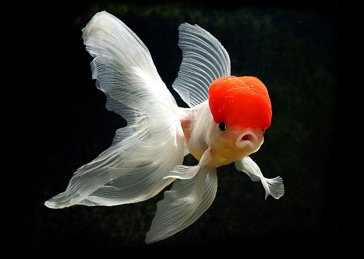 常见的金鱼种类与区别,常见的金鱼图片及名称