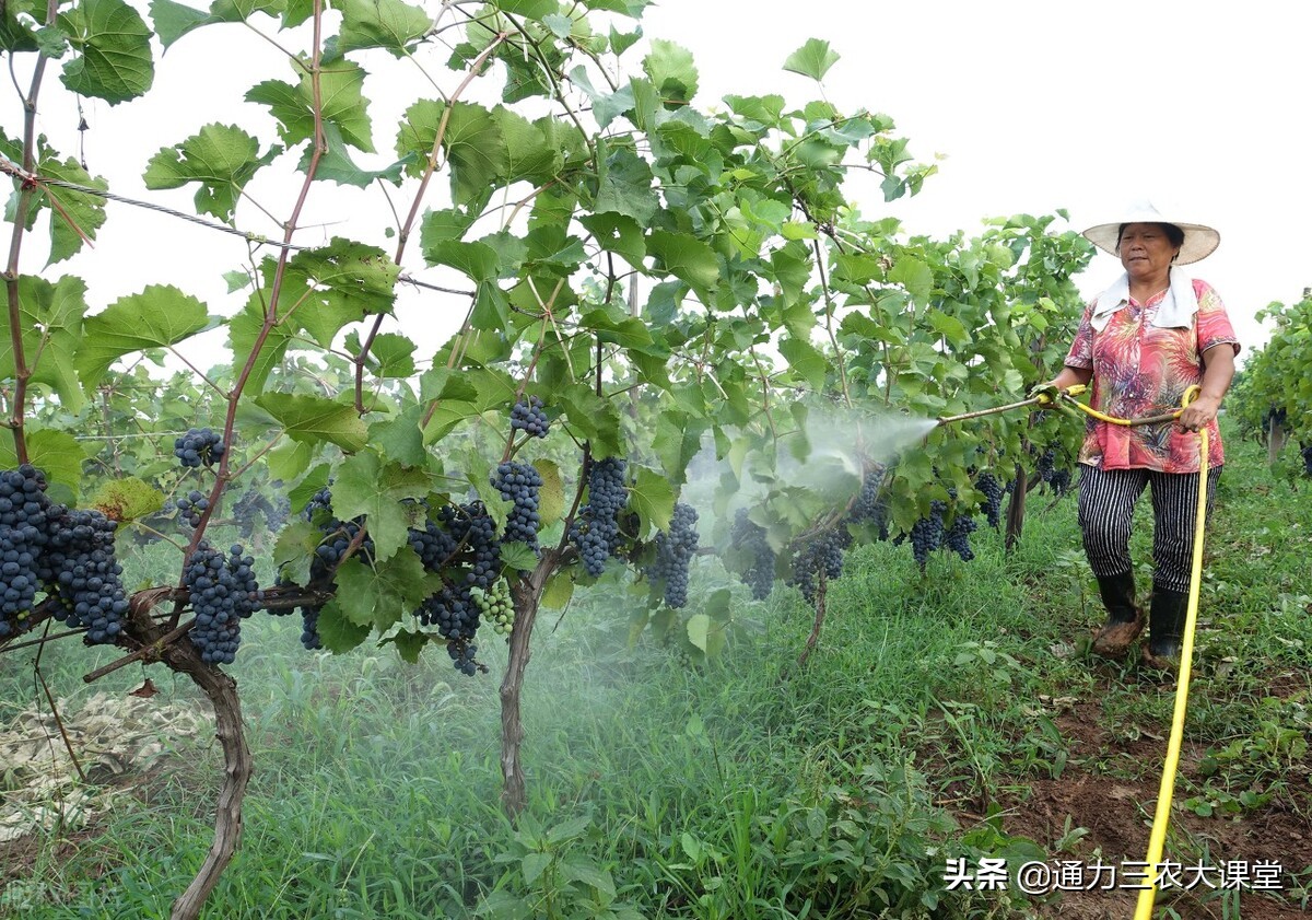 叶面肥用不用二次稀释,叶面肥怎么施镁和硼