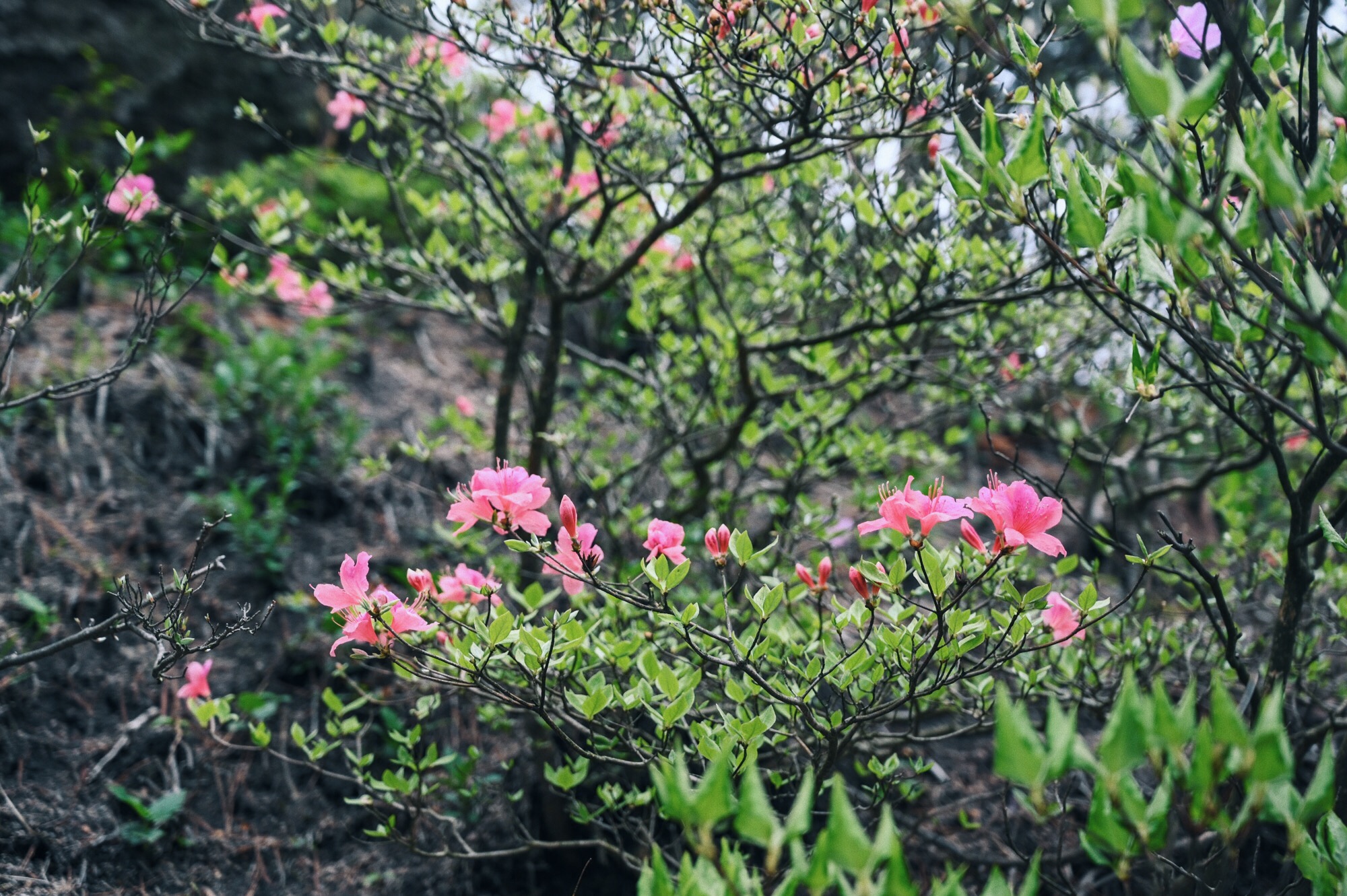 安徽省最大的自然湖泊,位于安徽省境内的淡水湖是