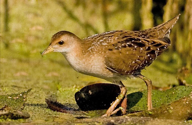 广东常见鸟类图谱图文,广东常见鸟类图谱