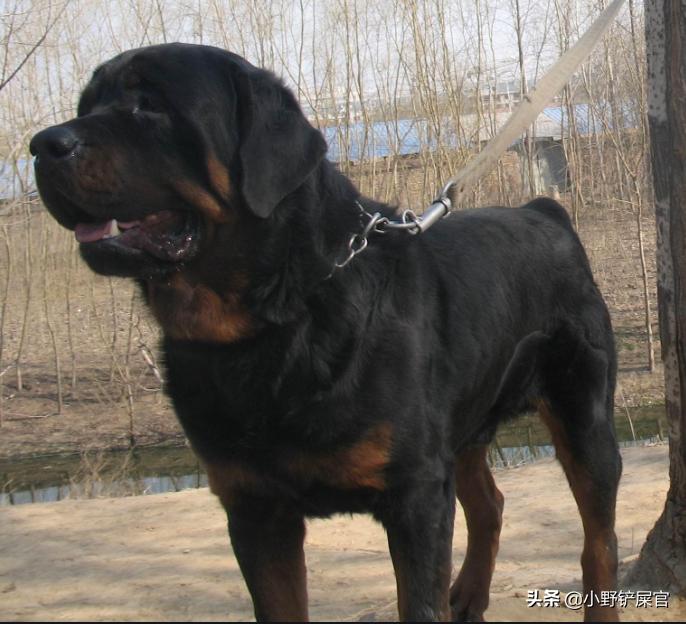 罗威纳护卫犬是哪里的警犬,罗威纳犬适合当警犬军犬