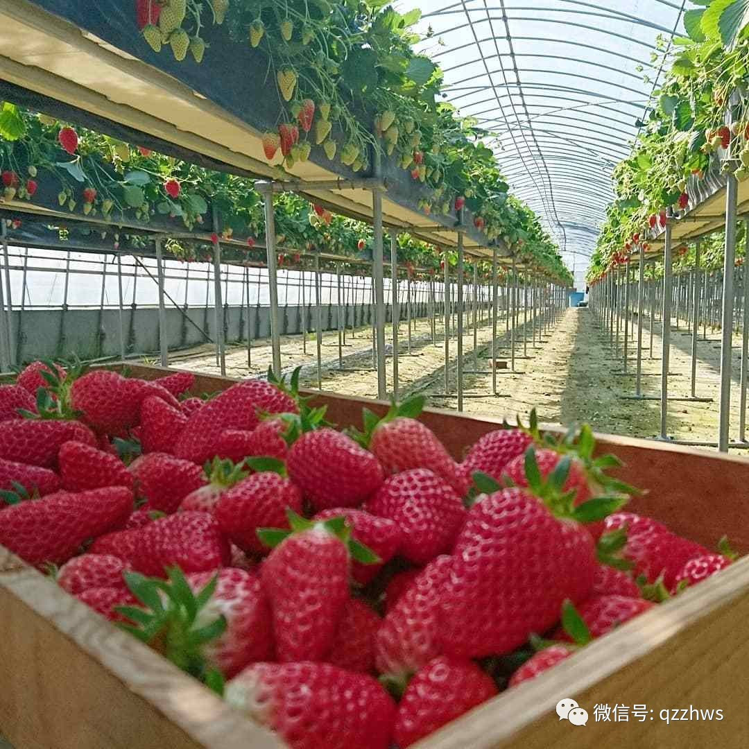 新型草莓立体温室大棚大全,温室大棚立体种植草莓