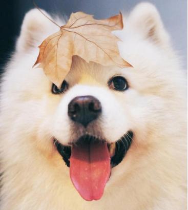 推荐几种性格温顺好养的狗狗,脾气好到爆的六种狗狗你喜欢哪种