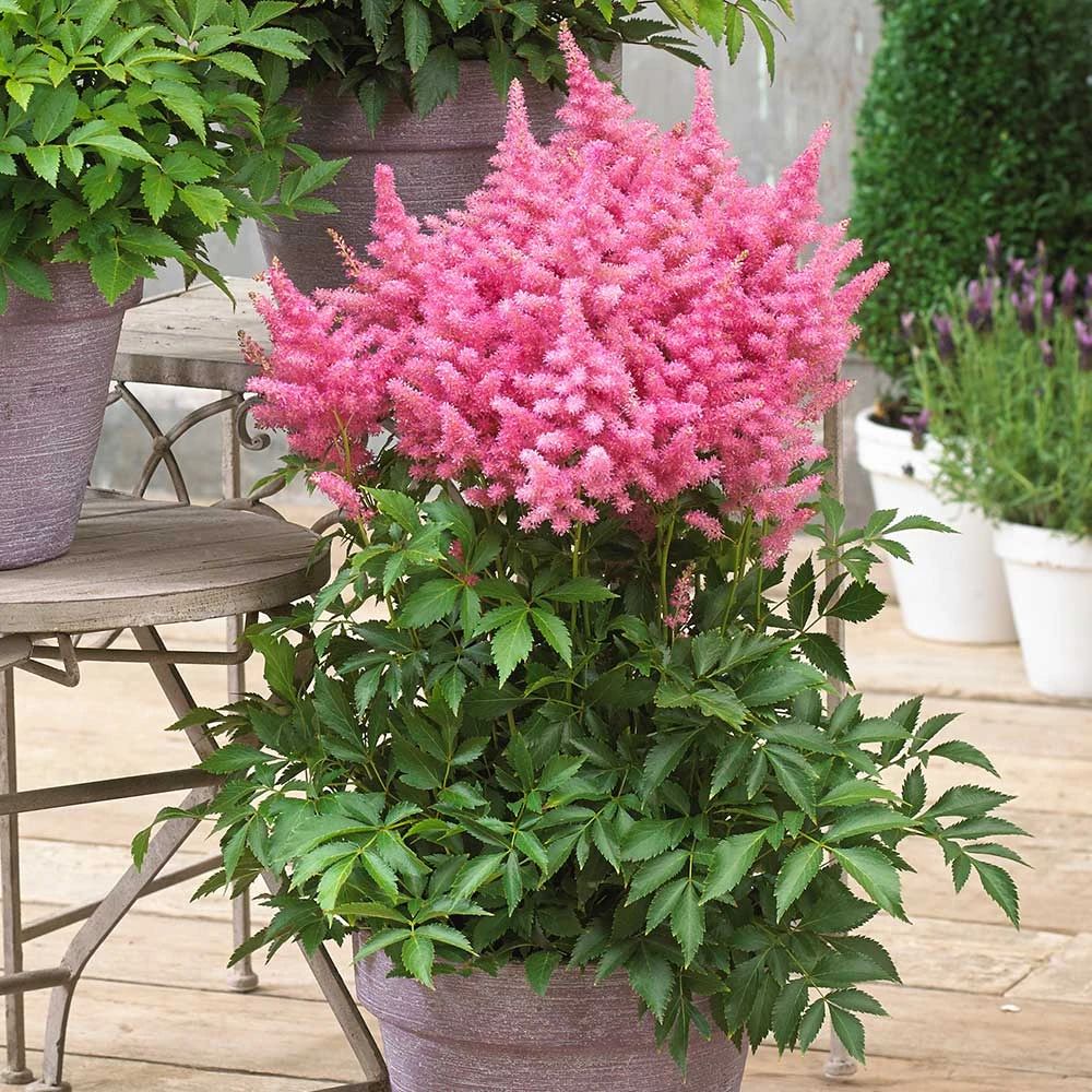 落新妇种球北方秋季适合栽种吗,耐阴耐寒地栽植物推荐