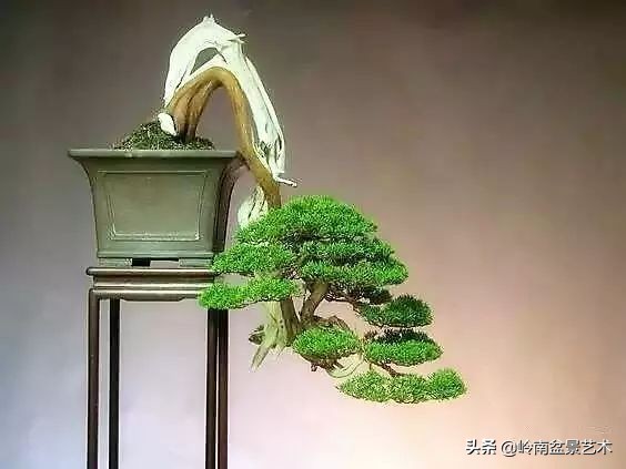 鎮礀缁濆閫㈢敓,鎮礀鐩嗘櫙澶у叏