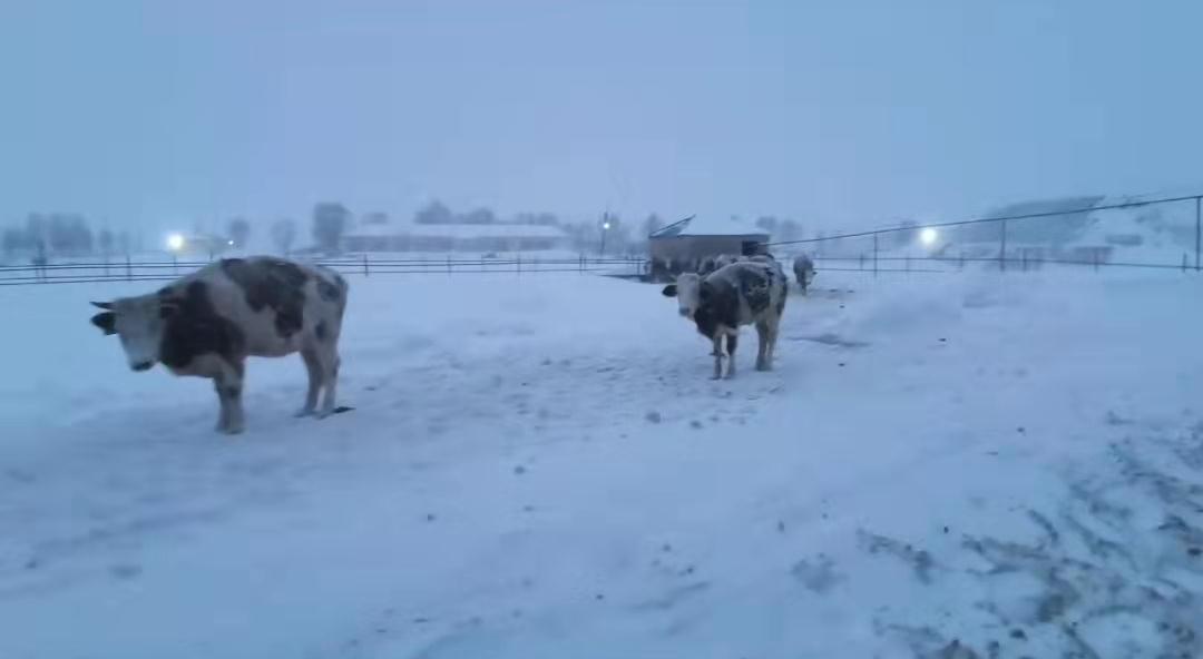 浴血奋战严寒,内蒙古通辽遭遇雪灾