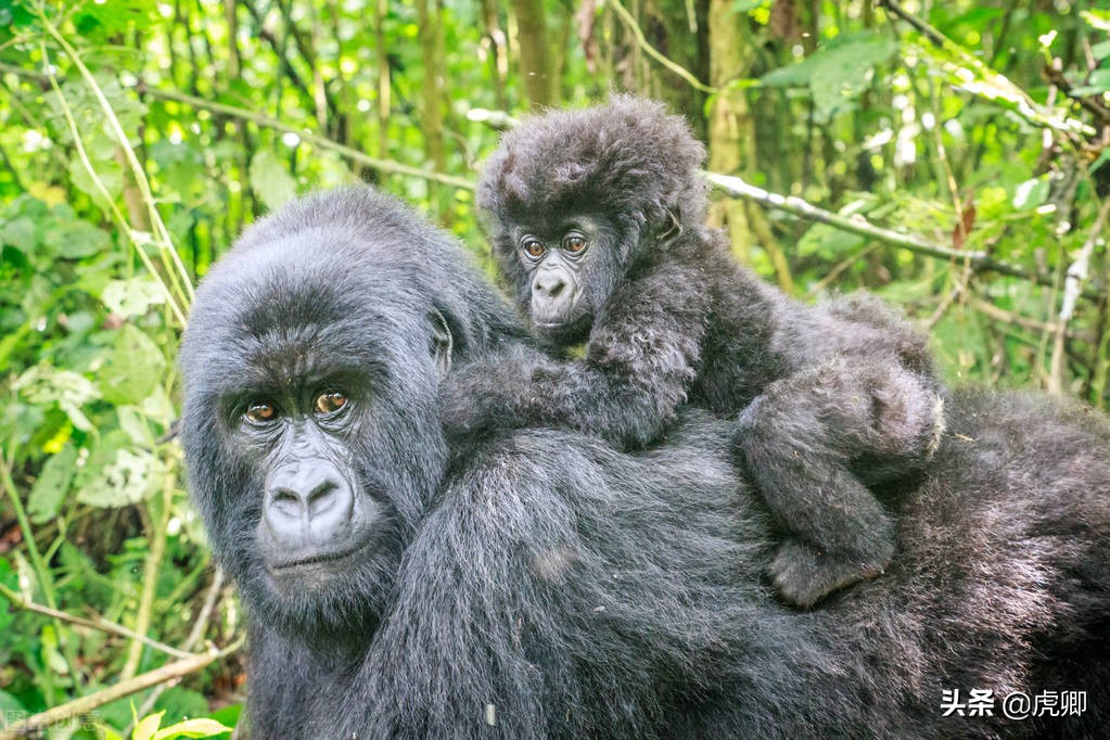 大猩猩夺王位,大猩猩继承王位