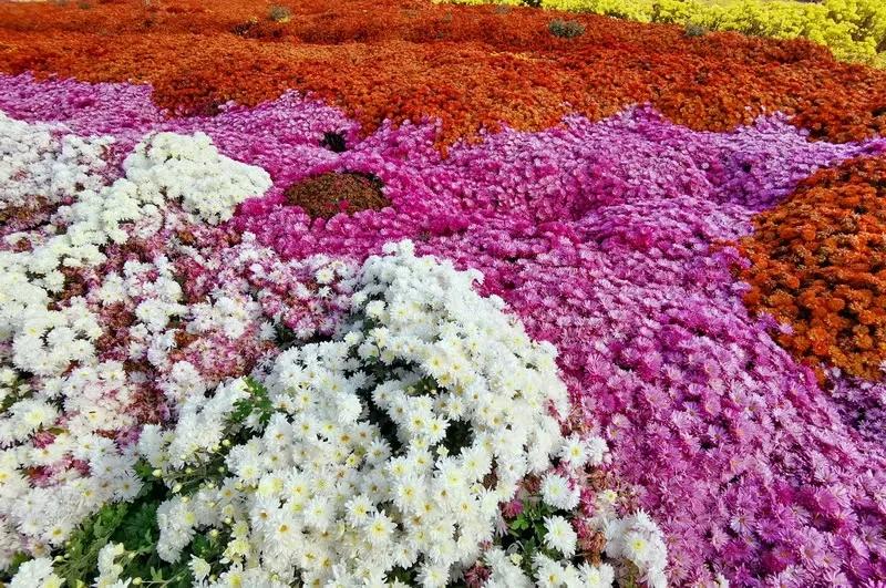 胜日寻芳泗水滨图片,胜日寻芳泗水滨的下一句是