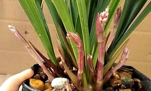 养茉莉花为什么有人用矾肥水,为什么有人爱养兰花