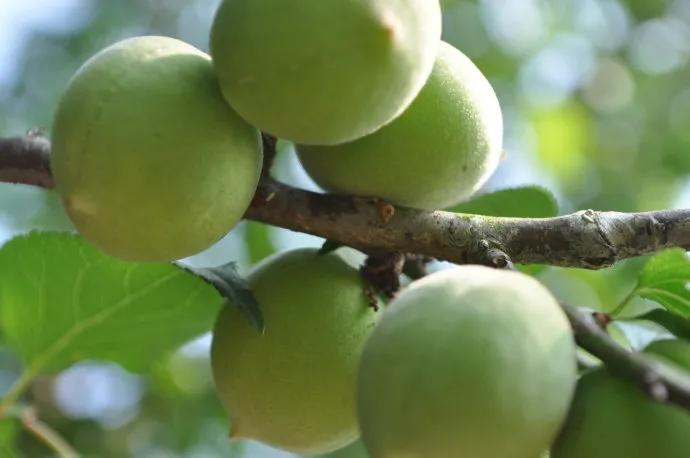 靠一颗青梅撬动千亿微醺市场，一年卖出两个亿背后的营销逻辑