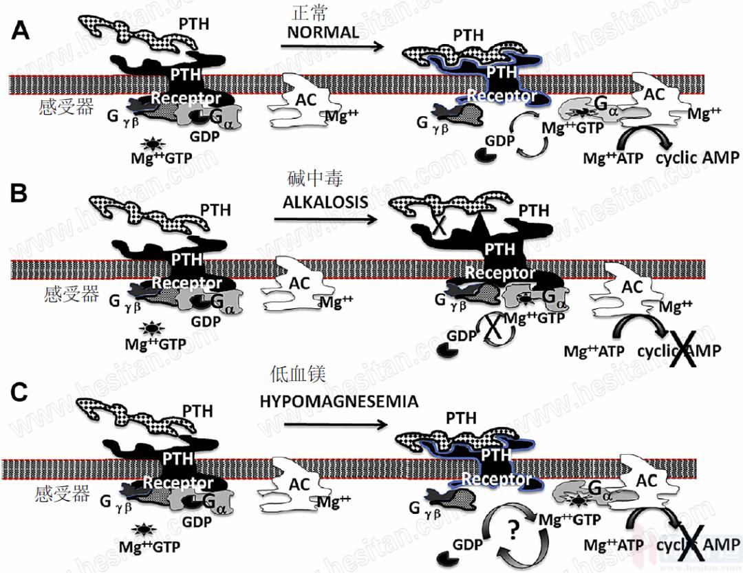 张廷青谈牛血镁紊乱,张廷青