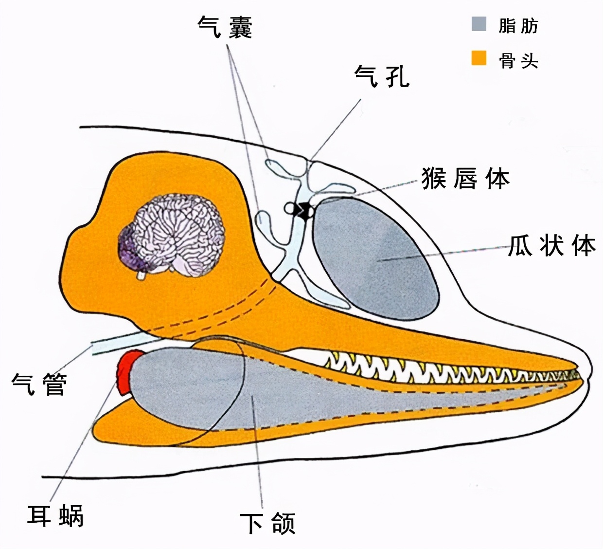 声呐故障判断,声呐有问题怎么解决