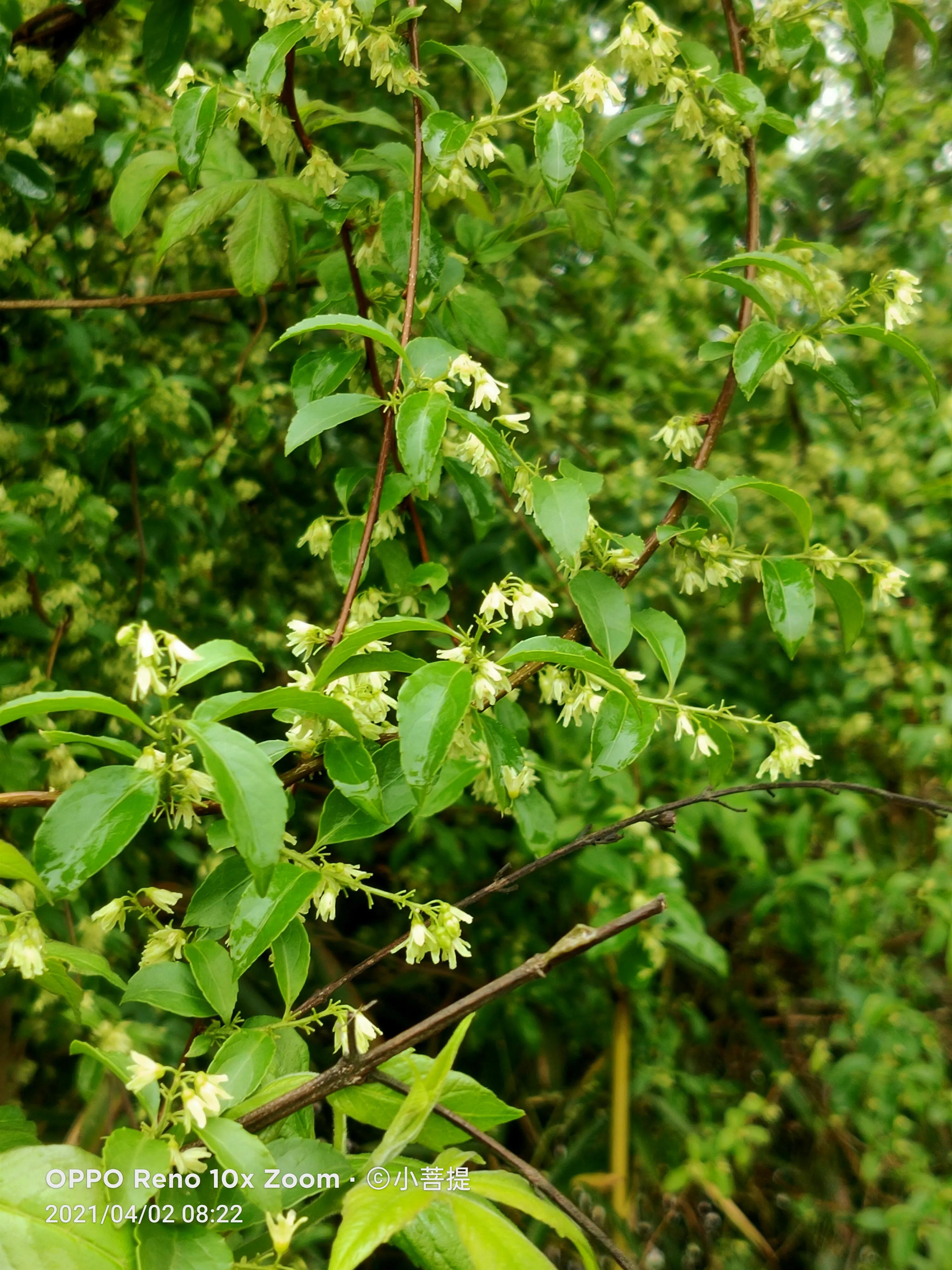 清明时节开花的花草有哪些,早春时节各种植物的样子