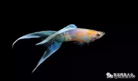 15个孔雀鱼品系图鉴绝美版,15个孔雀鱼品系图鉴