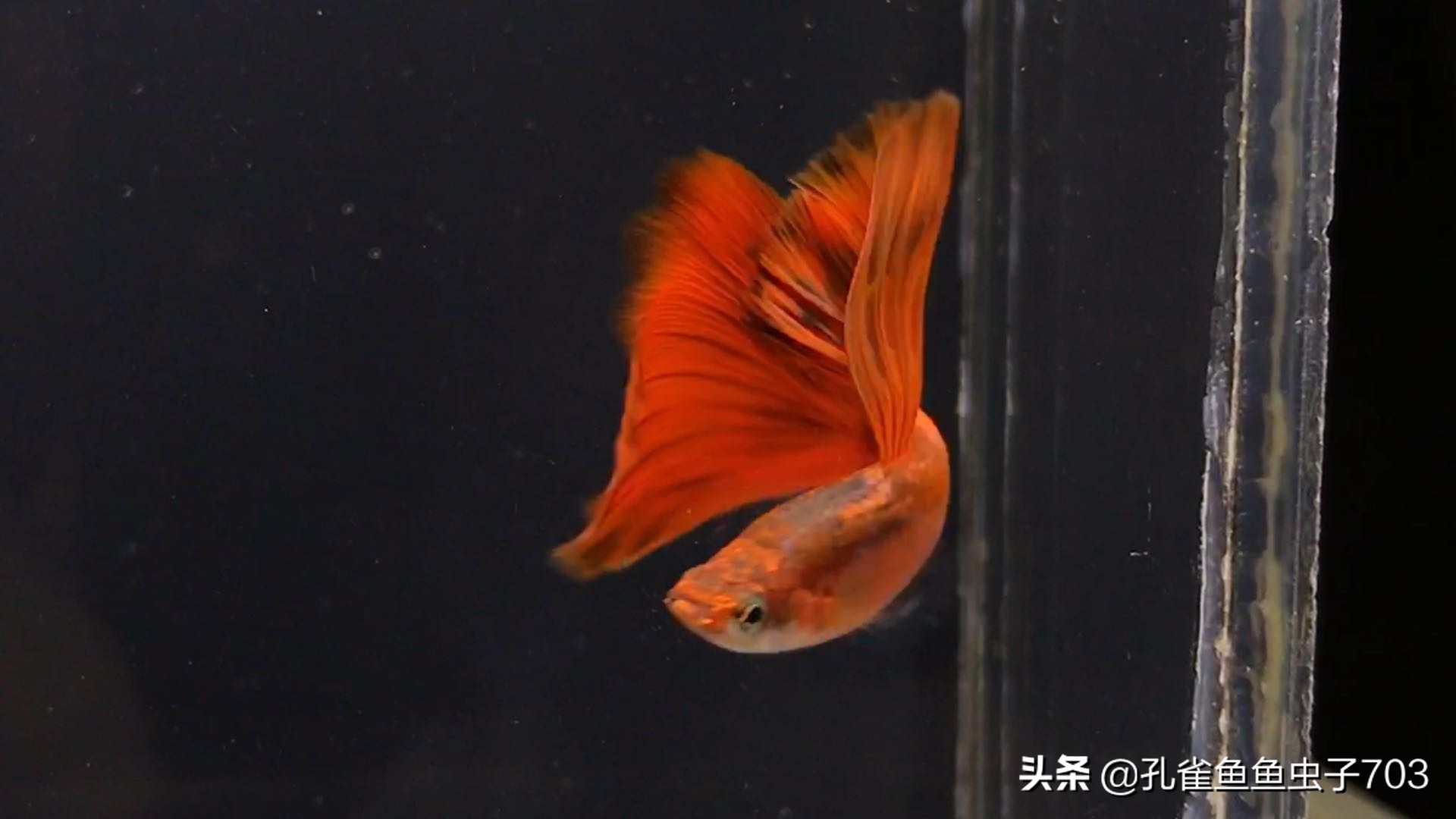 孔雀鱼喂食器原理图,孔雀鱼怀孕怎么喂食