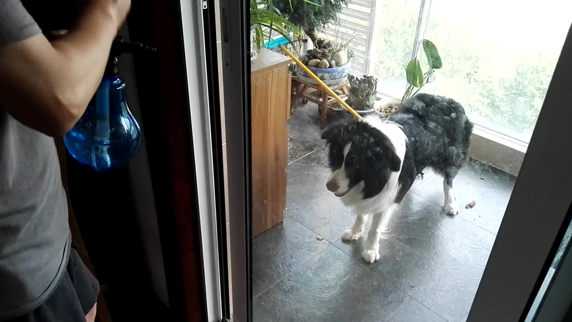 边境牧羊犬为什么很少有人养,边境牧羊犬是禁养犬吗