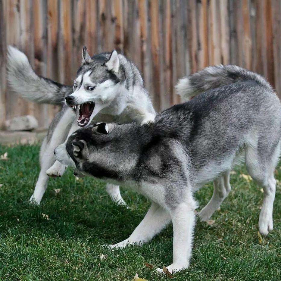 又到了动物繁殖的季节：狗狗发情期铲屎官需要知道的那些事