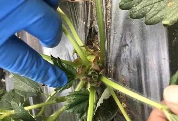 草莓叶子发黄边缘干枯补救方法,草莓心叶子萎蔫怎么办